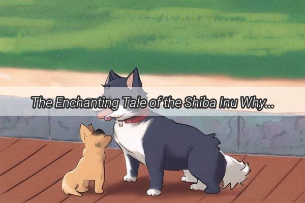 The Enchanting Tale of the Shiba Inu Why Theyre Known as Wang Shangde Dogs